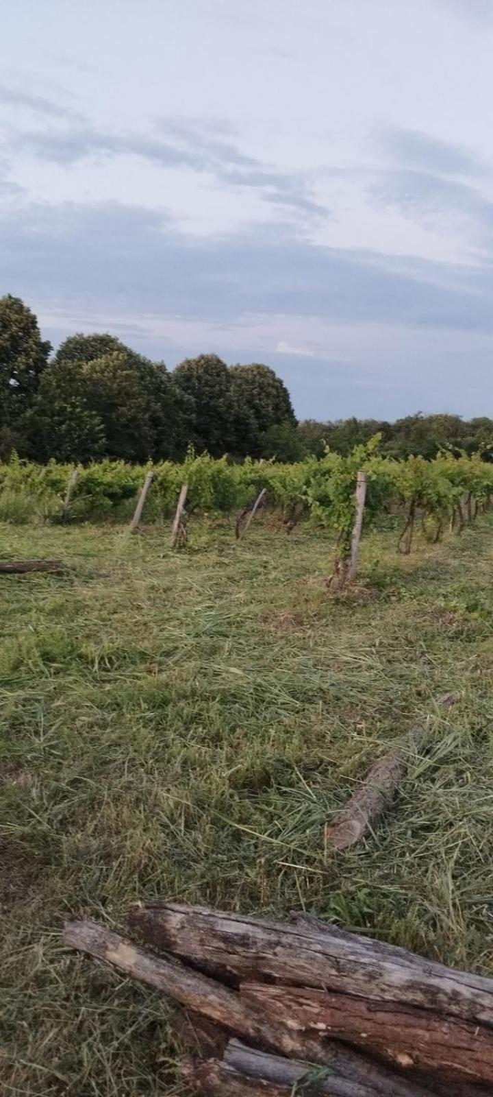 "Pivnica I Smestaj Jovanovic"- Rogljevacke Pivnice Rogljevo Dış mekan fotoğraf